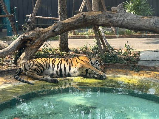 A close-up view of two tigers resting beside a shallow pool inside their enclosure at Tiger Park Pattaya. The tigers lie in the sun on a patterned concrete surface, highlighting both their beauty and the confined environment discussed in the review