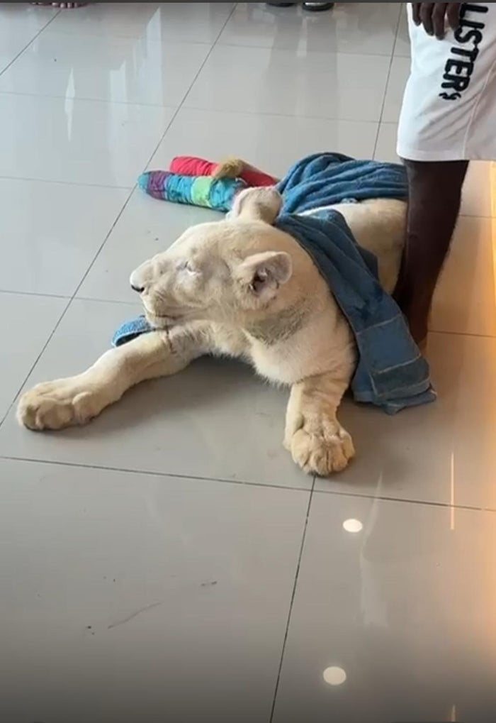 A young white lion lying weakly on the clinic floor at a veterinary office in Pattaya, covered with a towel and supported by a staff member. Colorful bandages wrap its hind legs, highlighting the injuries and vulnerable condition described in the story.