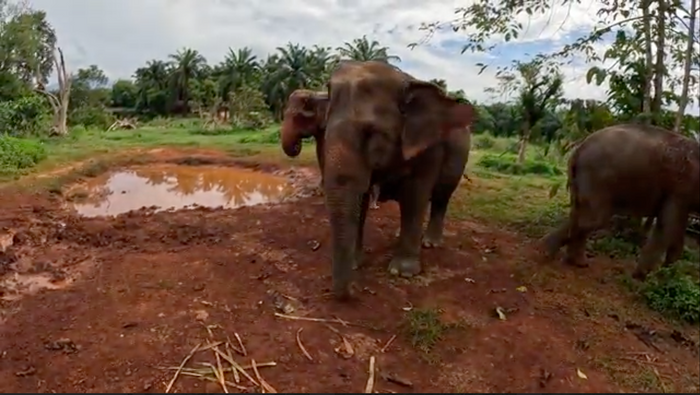 A rescued elephant walking freely through the muddy red earth at Elephant Sanctuary Krabi, with another elephant grazing nearby and palm trees in the background.